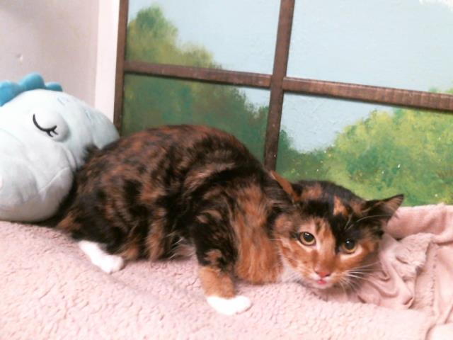 Adoptable Cat