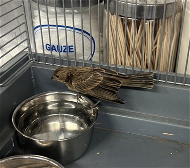 Adoptable Bird