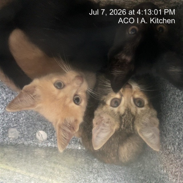 Adoptable Cat