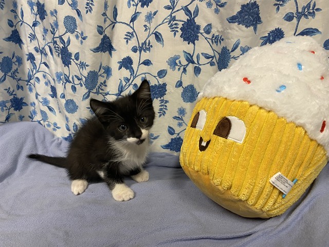 Adoptable Cat