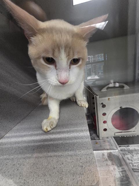 Adoptable Cat