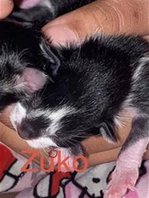 Zuko