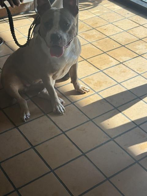 Adoptable Dog