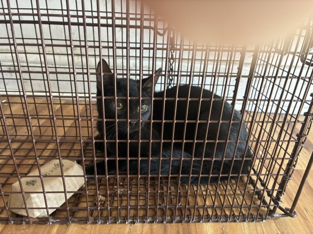 Adoptable Cat