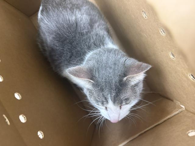 Adoptable Cat