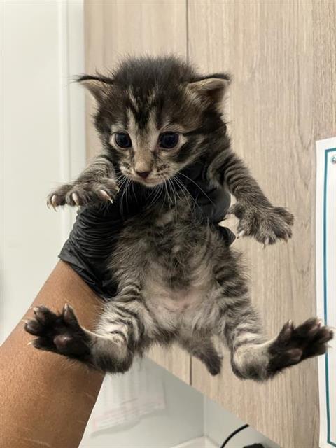 Biscuit*
