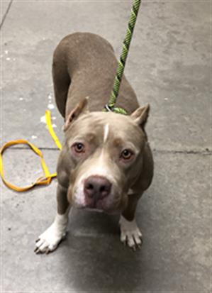 Adoptable Dog