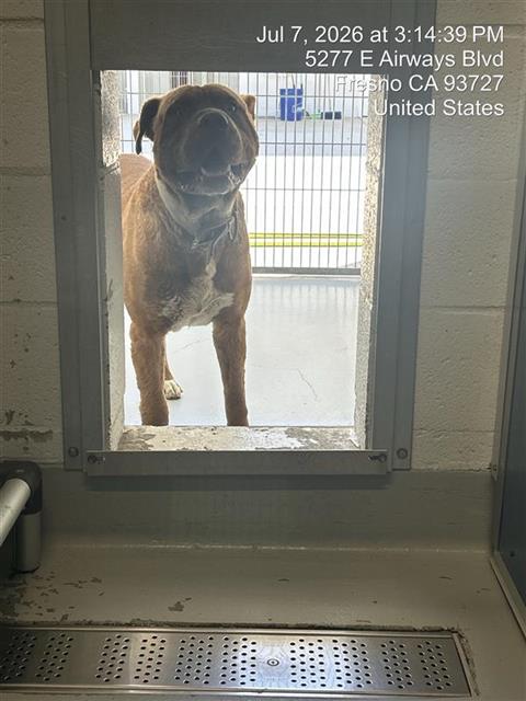 Adoptable Dog