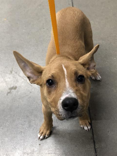 Adoptable Dog