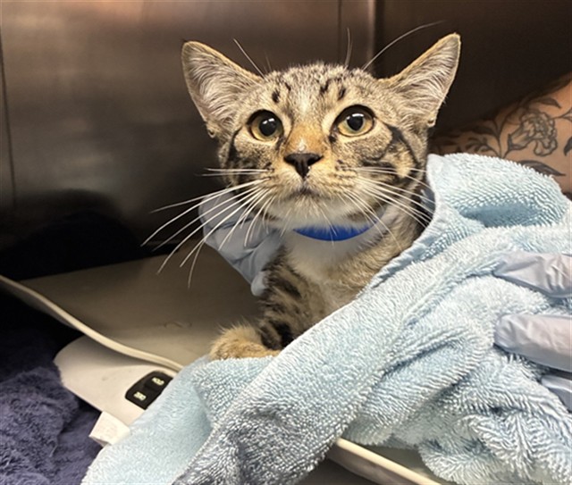 Adoptable Cat