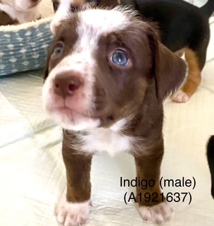Indigo