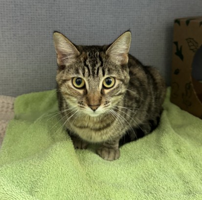 Adoptable Cat