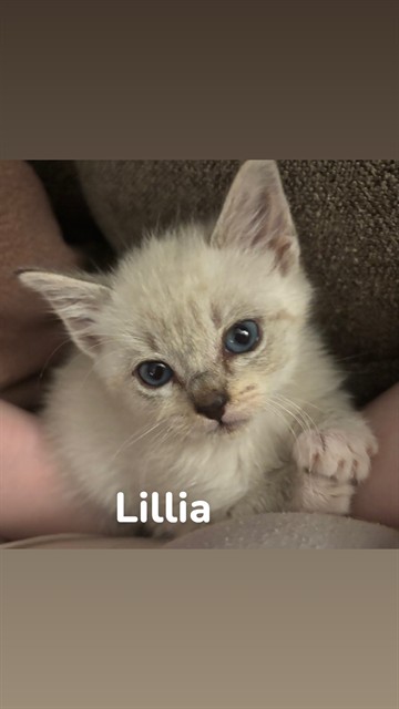Lillia