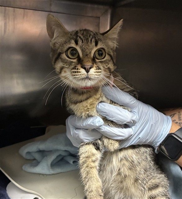 Adoptable Cat