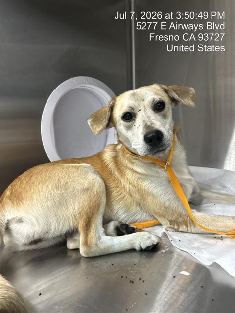 Adoptable Dog