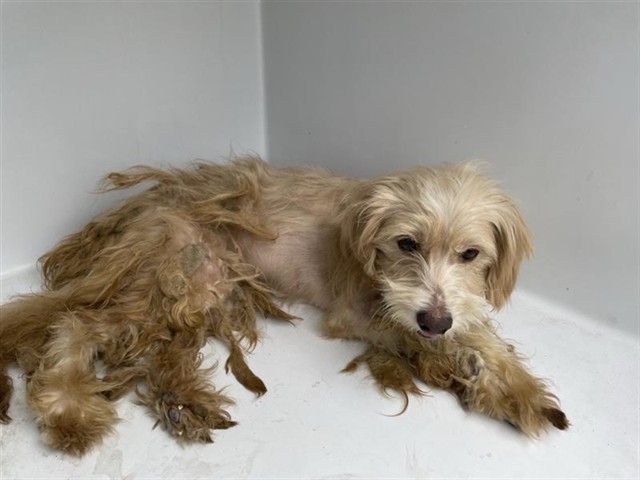 Adoptable Dog