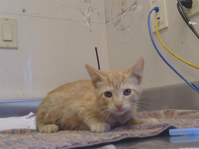 Adoptable Cat