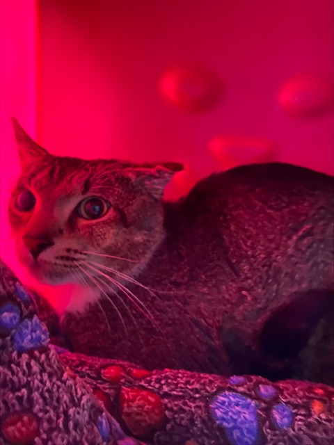 Leo