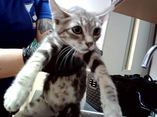 Adoptable Cat
