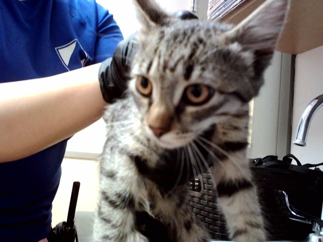 Adoptable Cat