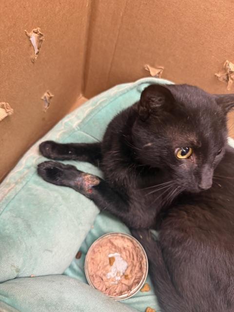 Adoptable Cat