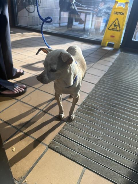 Adoptable Dog