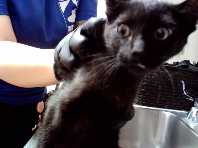 Adoptable Cat