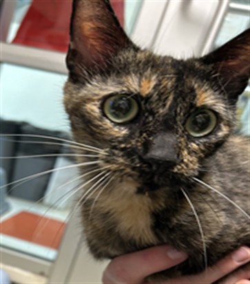 Adoptable Cat