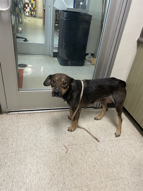 Adoptable Dog