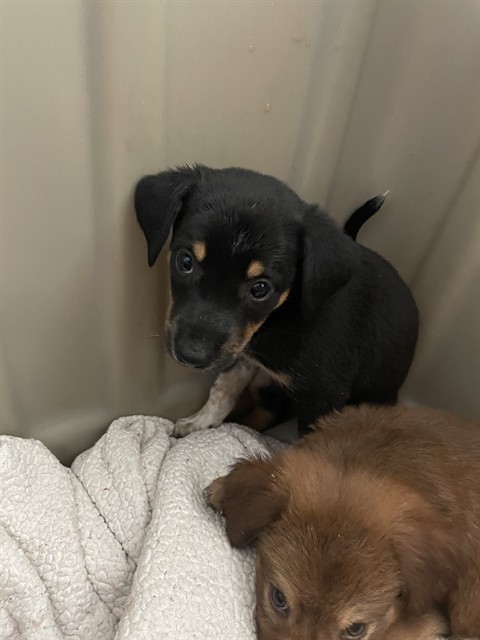 Darla