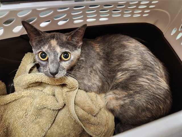 Adoptable Cat