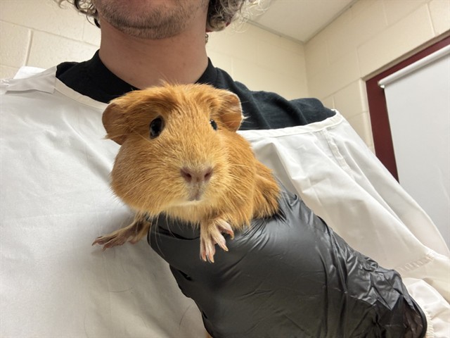Ginger