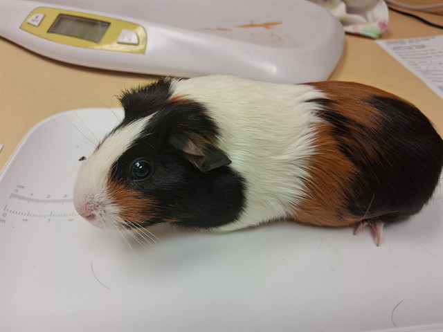 Ruby