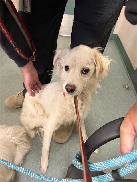 Adoptable Dog
