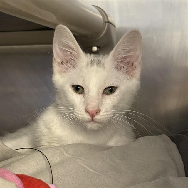 *Vanilla Bean