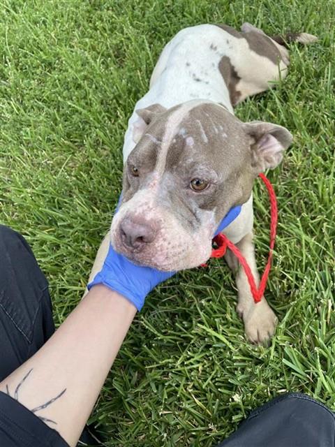 Adoptable Dog