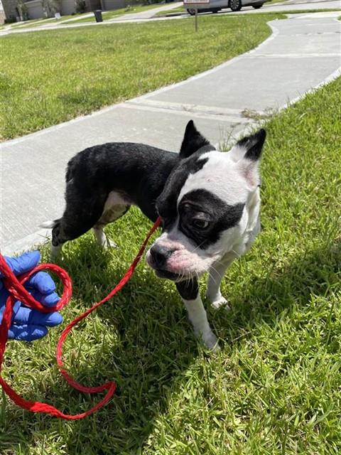 Adoptable Dog