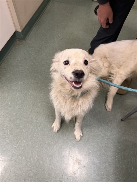 Adoptable Dog