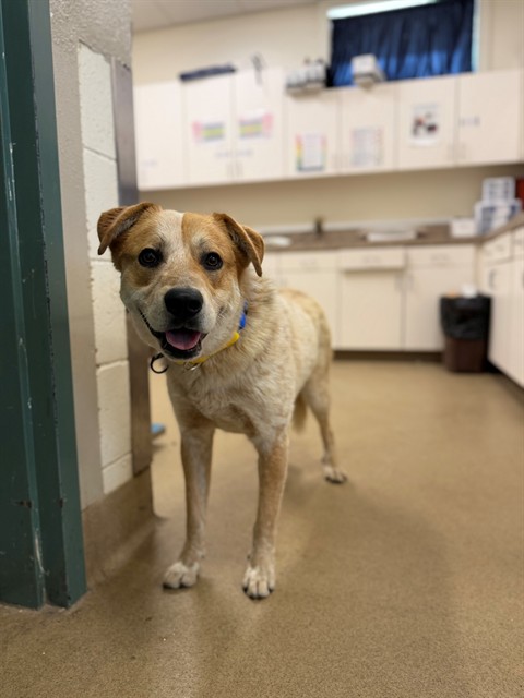 Adoptable Dog