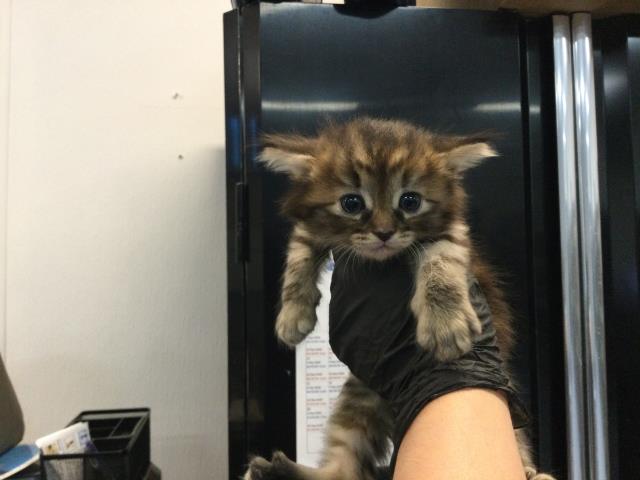 Adoptable Cat