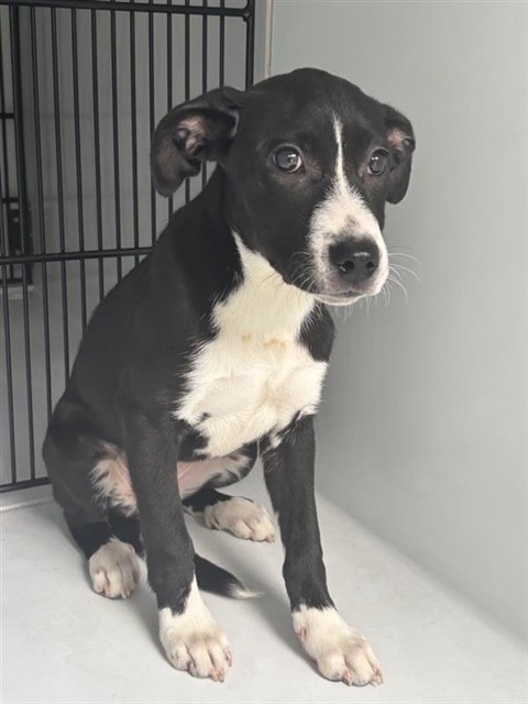 Adoptable Dog