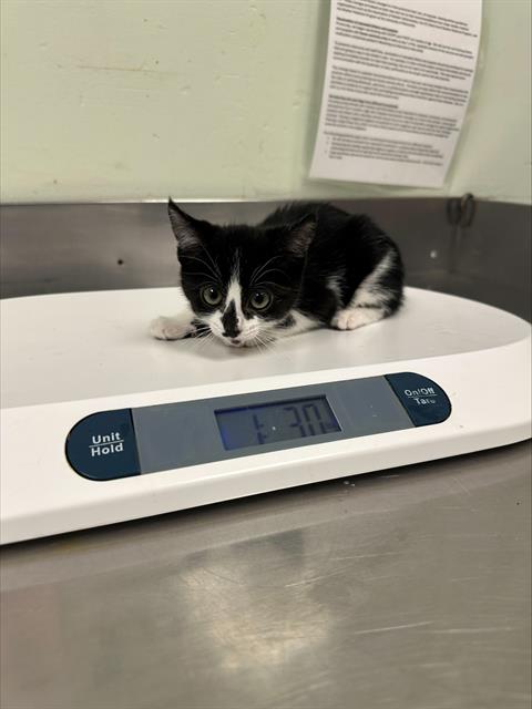 Adoptable Cat
