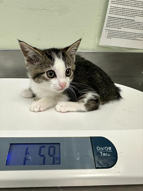 Adoptable Cat
