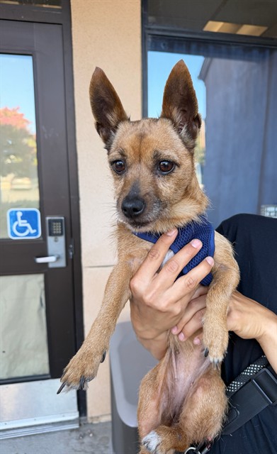 Adoptable Dog