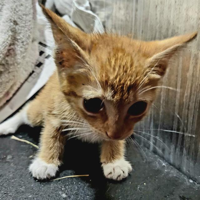 Tuna
