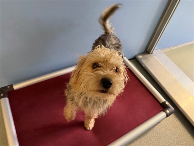 Skipper