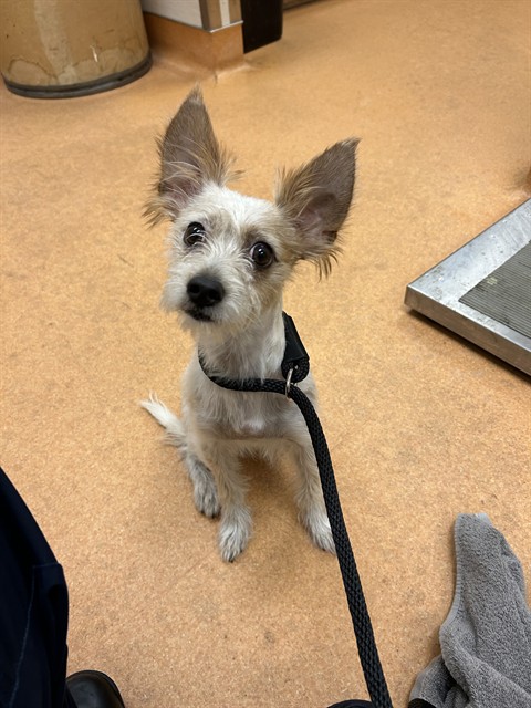Adoptable Dog