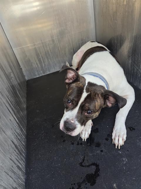 Adoptable Dog