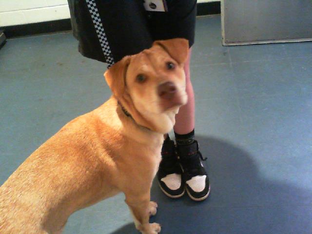 Adoptable Dog