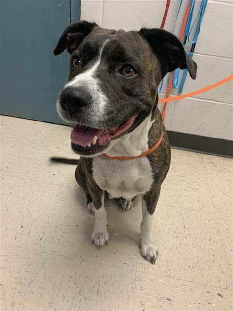 Adoptable Dog